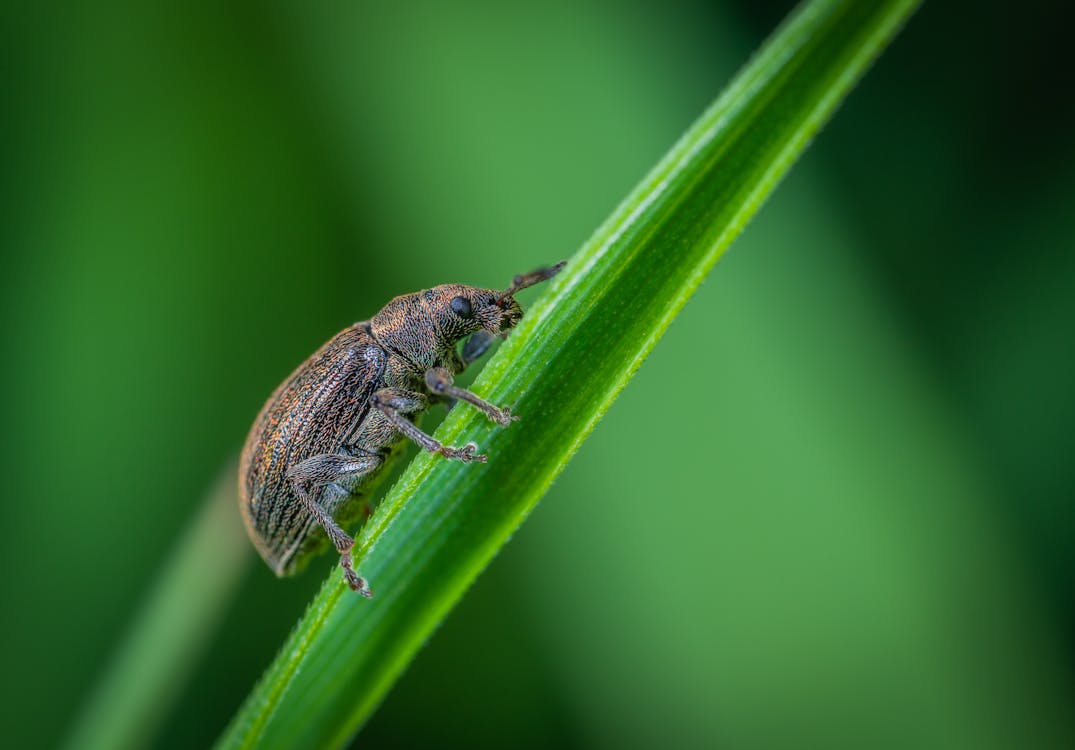 Macro Photo of Brown Weevil Perched on Green Leaf