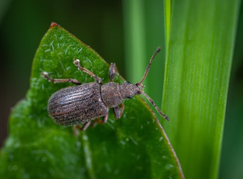 Coléoptère Noir Sur Feuille Verte