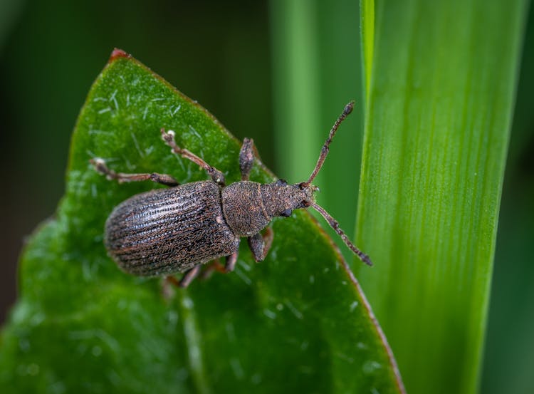 Black Beetle On Green Leaf