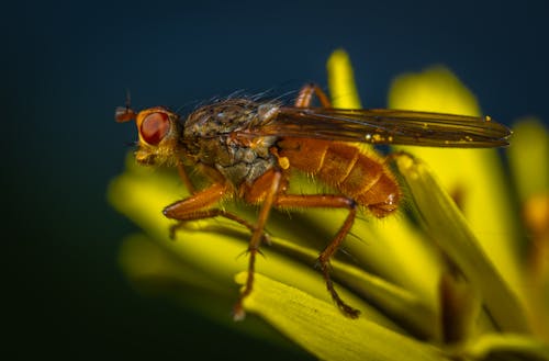Macro Photography of Brown Fly