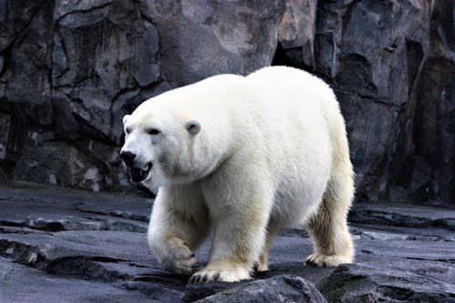 Ilmainen kuvapankkikuva tunnisteilla eläinkuvaus, jääkarhu, kallio