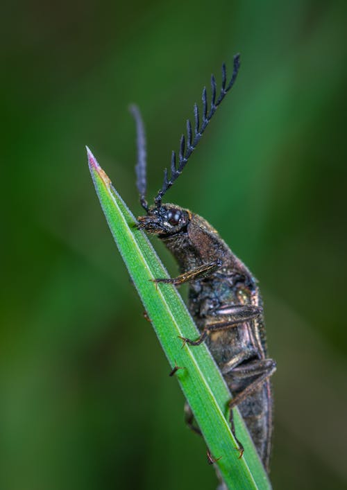 Selective Focus Photography of Black Leaf-horned Beetle Perched on Green Leaf