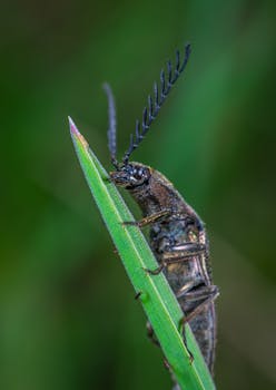 甲虫的特写视图，天线栖息在叶片上，细节清晰可见