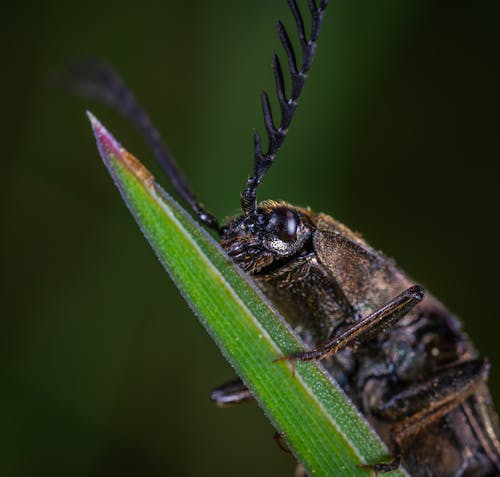 Крупным планом фото бурого жука