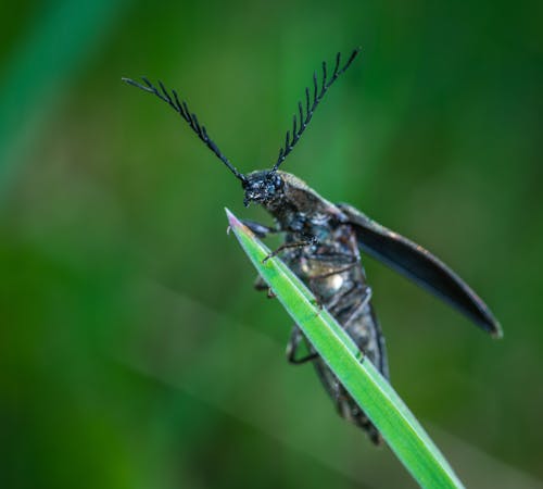 Free Selective Focus Photography of Black Leaf-horned Beetle Perched on Green Leaf Stock Photo