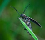 具有独特触角的甲虫栖息在绿叶上的详细宏观镜头