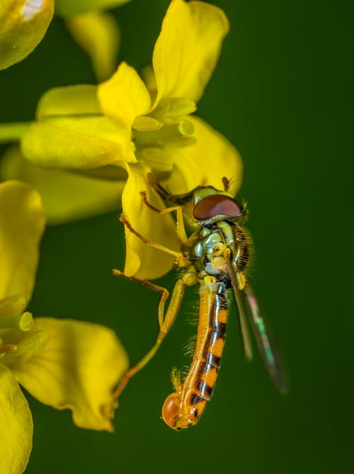 Photographie De Mise Au Point Sélective De Voleur Jaune Voler Perché Sur Fleur Pétale Jaune