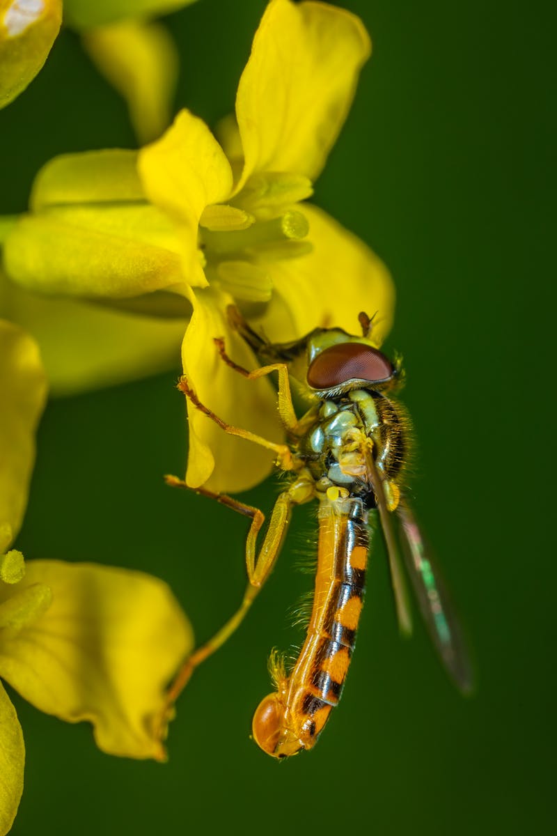 Selective Focus Photography of Yellow Robber Fly Perched on Yellow Petaled Flower