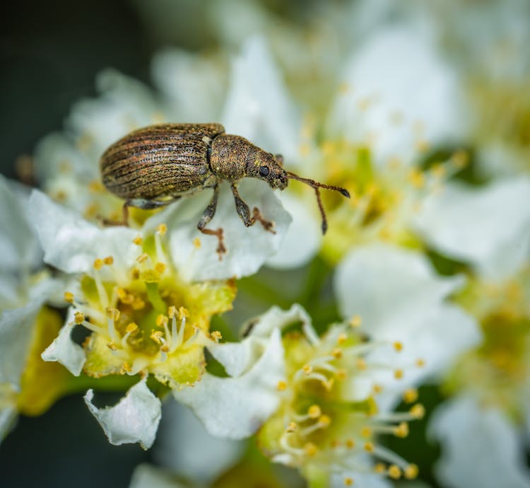 Brown Weevil Perched On White Flower