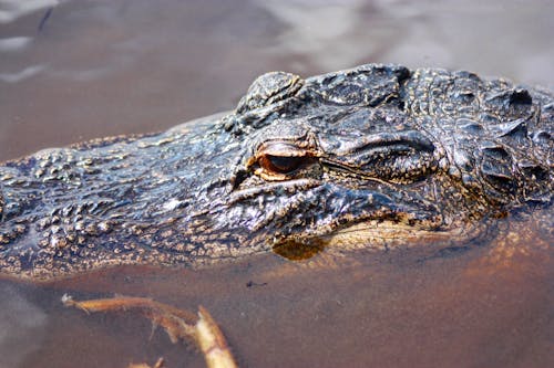 Gratis lagerfoto af dyrefotografering, dyreliv, krokodille