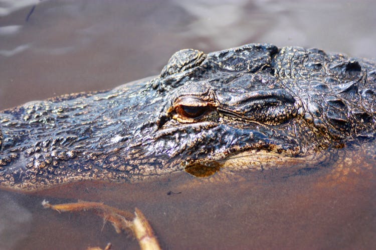 Close Up Shot Of A Crocodile