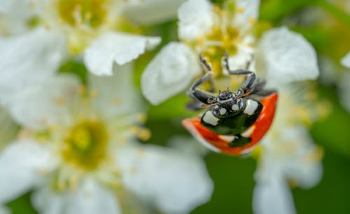 Selective Focus Photography of Ladybug Perched on White Petaled Flower