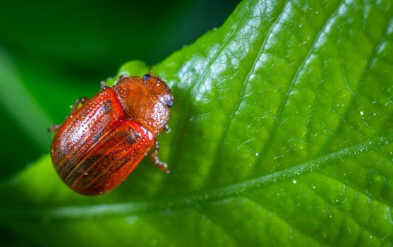 Selective Focus Photography of Red Beetle Perched on Green Leaf Plant