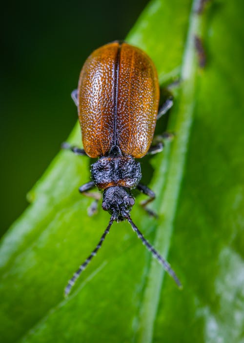 Free Top View Photo of June Beetle Stock Photo