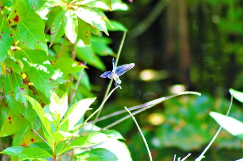 Photos gratuites de amoureux de la nature, beauté dans la nature, beauté de la nature