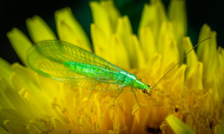 Green Dobsonfly Perched On Yellow Flower