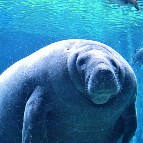 Gratis stockfoto met aquarium, dierenfotografie, manatees