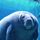 manatee