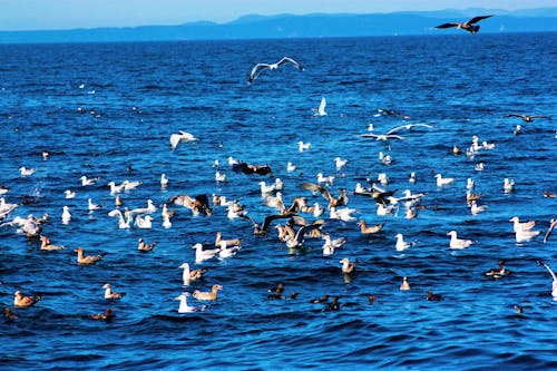 Photos gratuites de amoureux de la nature, beauté dans la nature, beauté de la nature