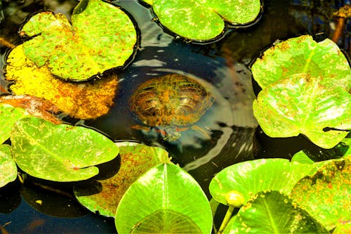 Gratis lagerfoto af dyreliv, flot natur, magt i naturen