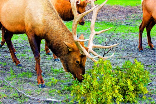 Gratis lagerfoto af dyreliv, flot natur, magt i naturen