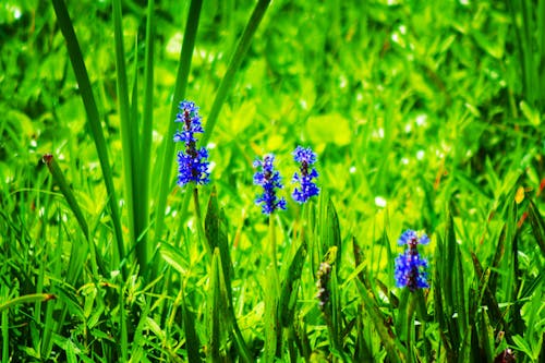 Photos gratuites de amoureux de la nature, beauté dans la nature, beauté de la nature