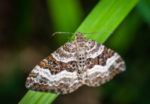 Selective Focus Photography of Gray, Brown, and Black Striped Butterfly Perched on Green Leaf