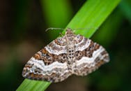 一只带有复杂图案的蛾子，被特写拍摄，正停放在户外的绿叶上