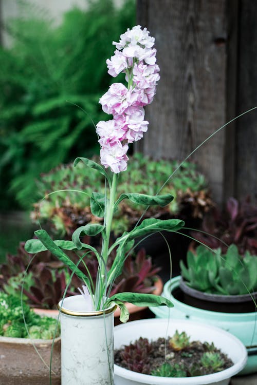 Free stock photo of beautiful flowers, flower vase, green Stock Photo