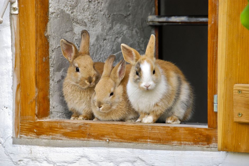 Three rabbits sitting on a window sill at home, common companions considered for pet insurance for exotic pets
