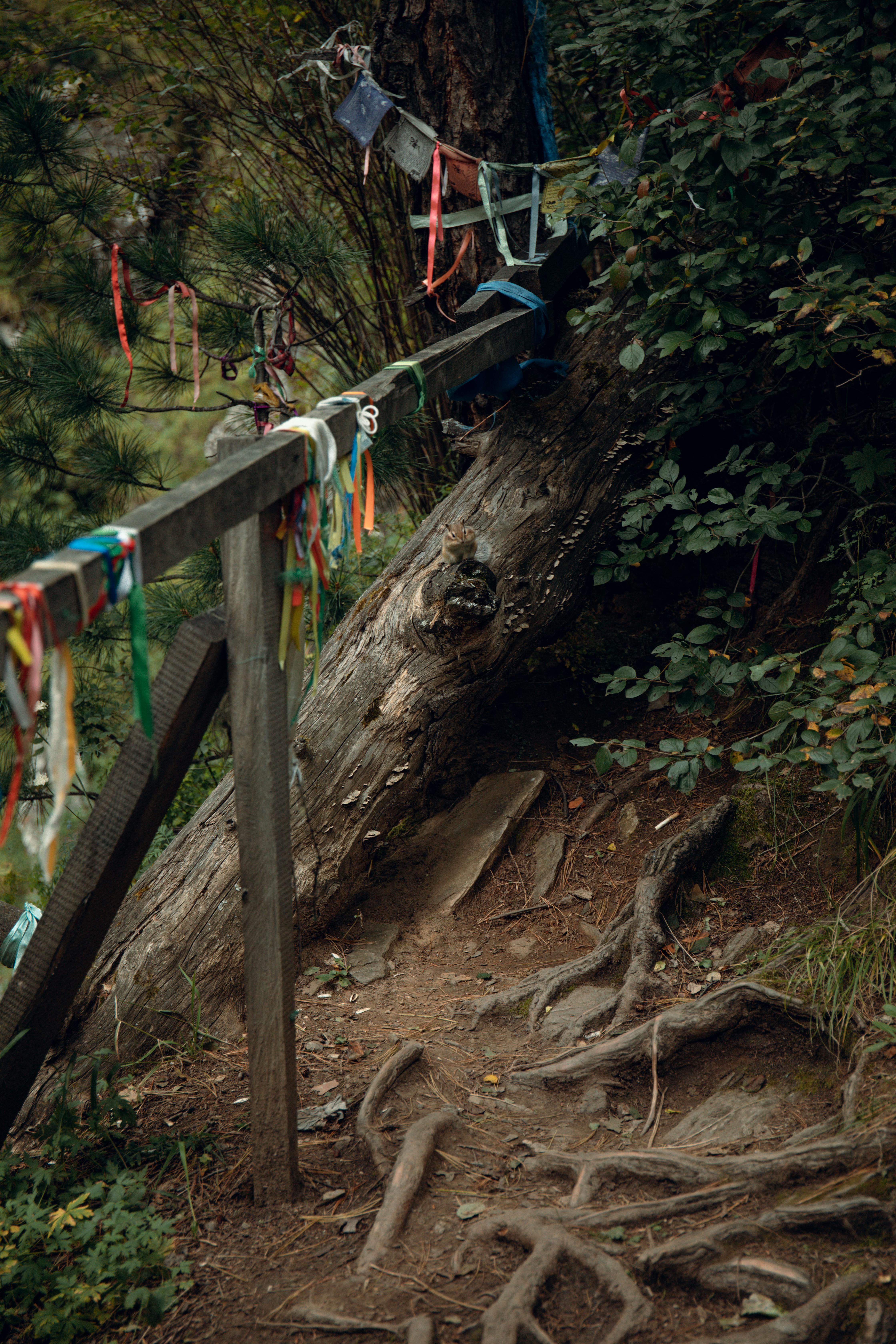 Wooden Railing Near a Tree Trunk · Free Stock Photo