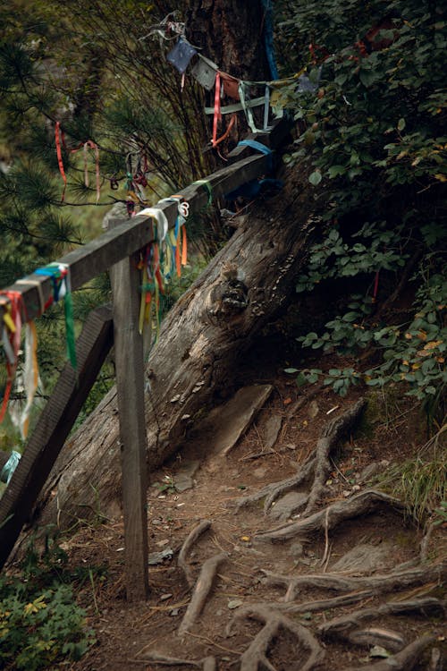 Wooden Railing Near a Tree Trunk · Free Stock Photo