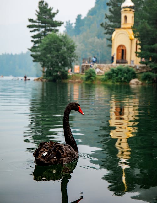 A Black Swan on the Lake