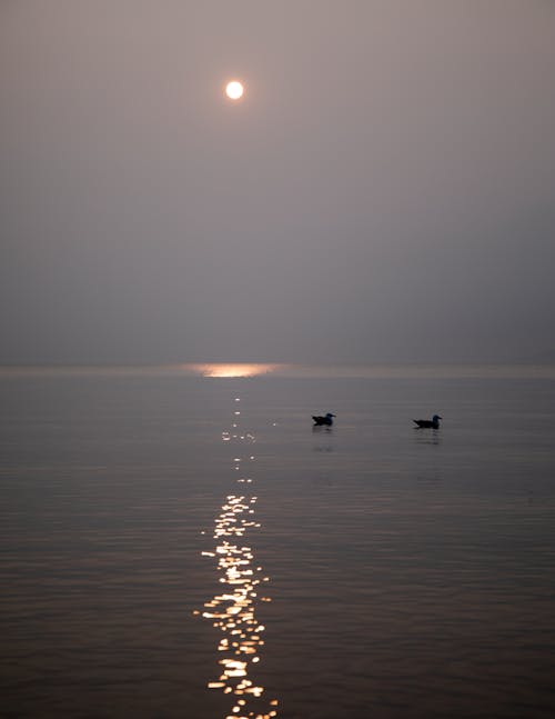 Silhouette of Birds on the Sea during Sunset