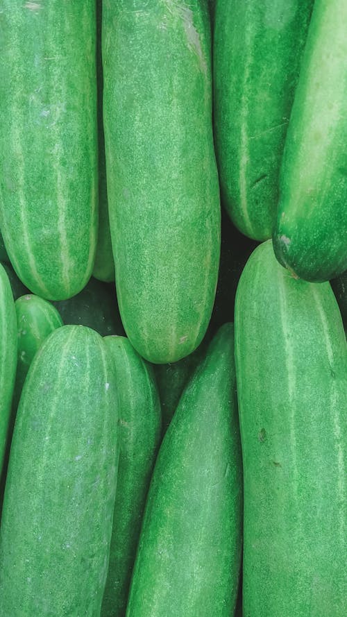 Free Full Shot of Fresh Green Cucumbers Stock Photo