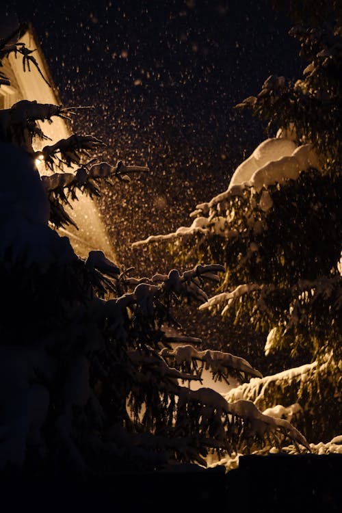 Free Snow Covered Trees during Night Time Stock Photo