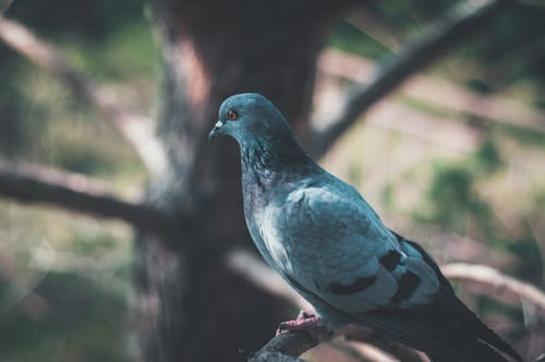 Close-Up Shot of a Pigeon Perched on a Tree Branch