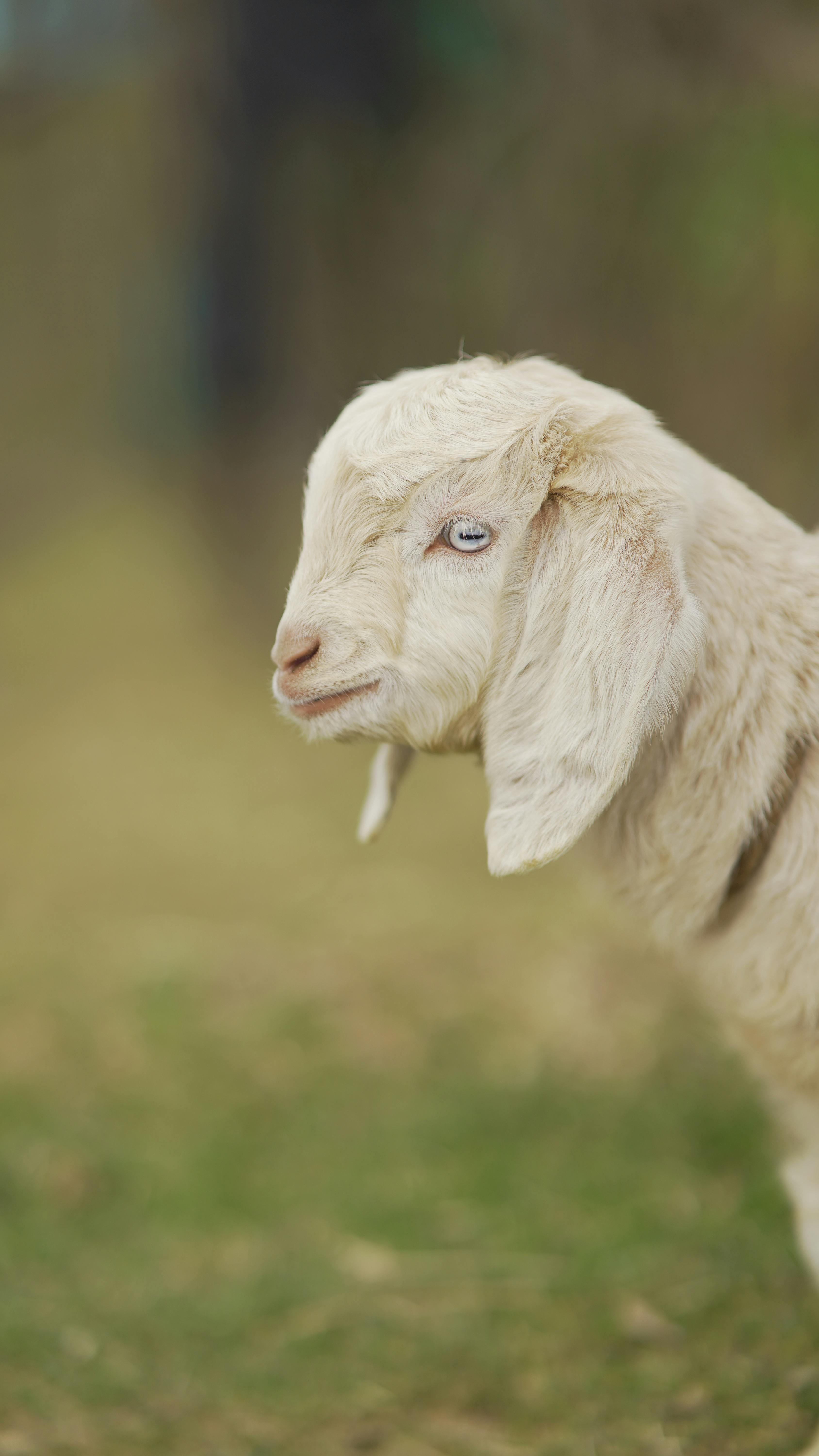 White Goat Standing on Grass · Free Stock Photo