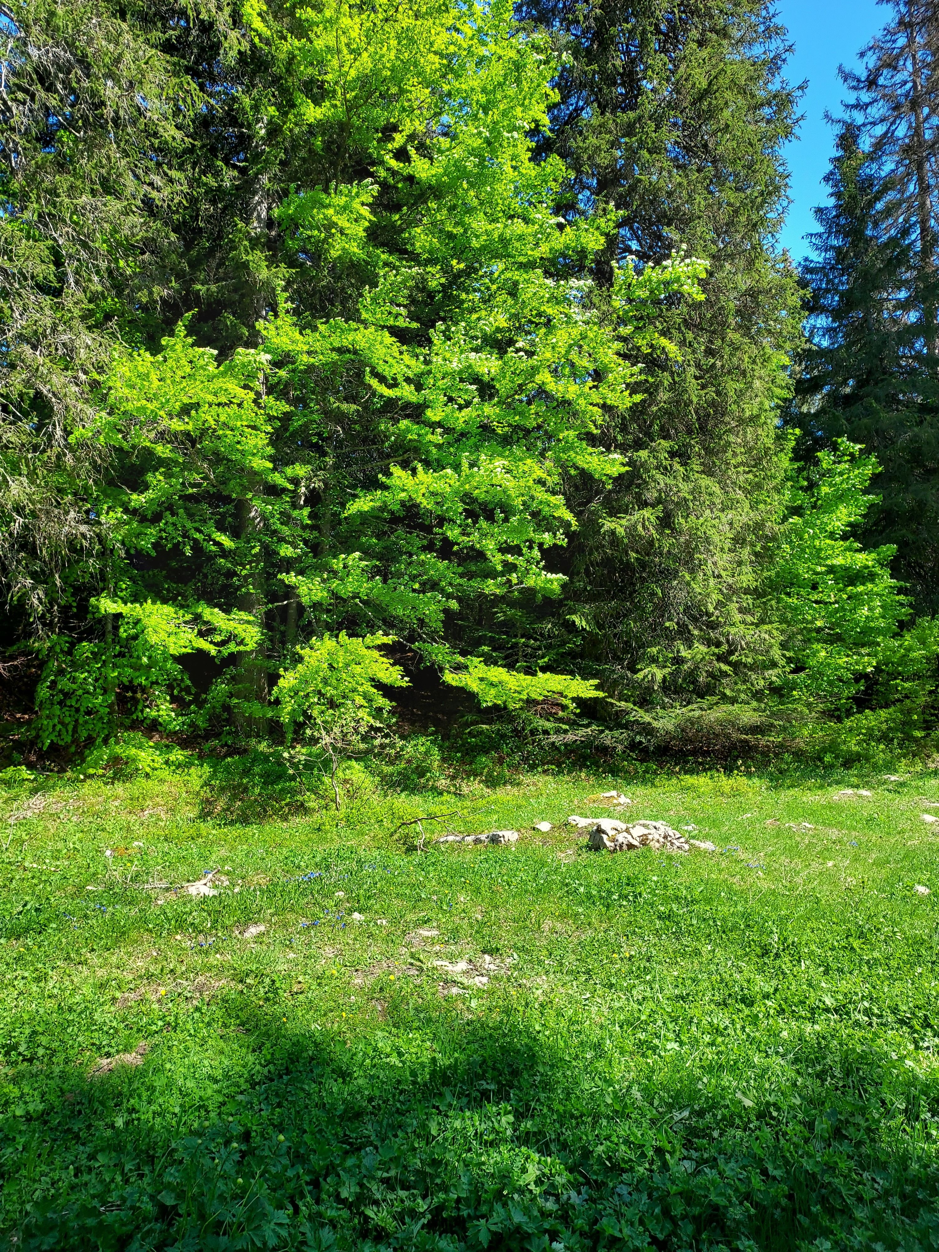 Vibrant forest scene showcasing lush greenery and sunlight filtering through trees.