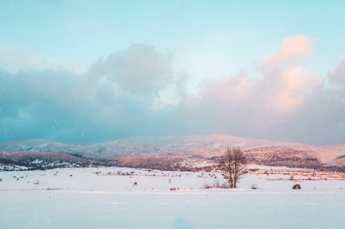 Ilmainen kuvapankkikuva tunnisteilla kenttä, leafless puu, lumen peitossa