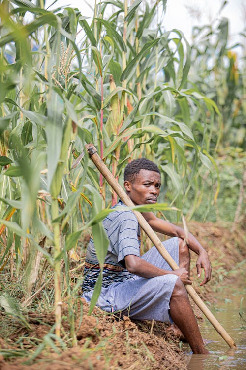 Man Resting on Ground Among Corn Crops
