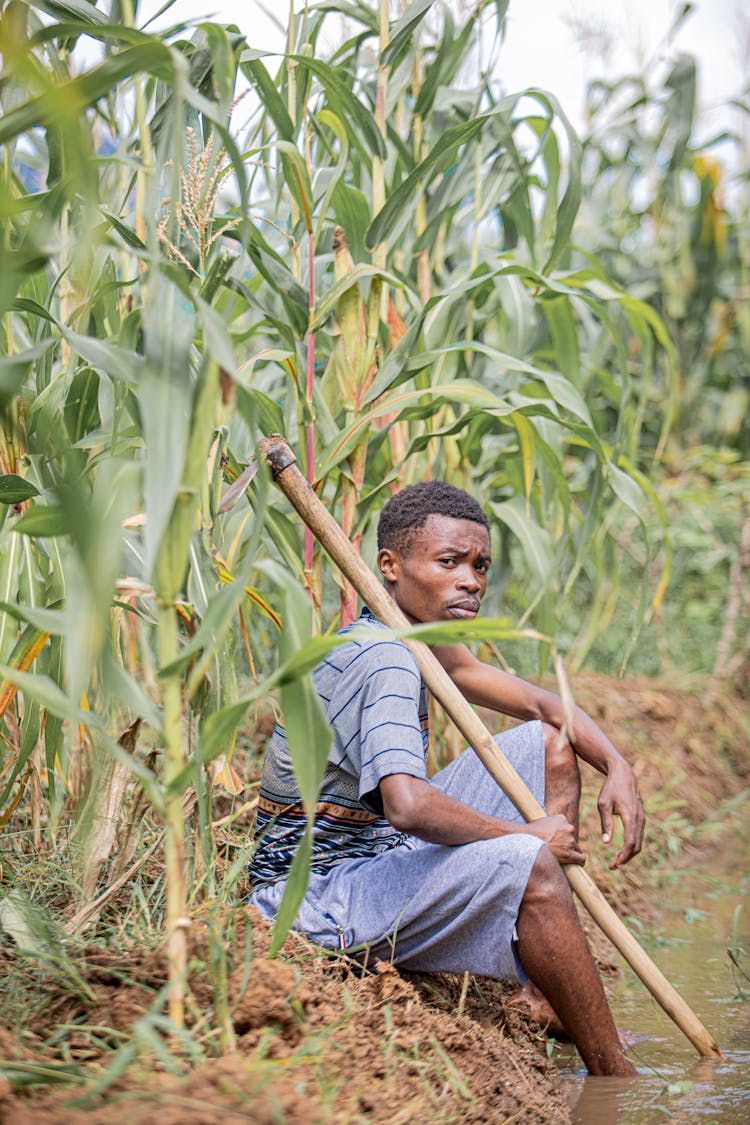 Man Resting On Ground Among Corn Crops