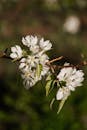 White Flowers in Close Up Photography