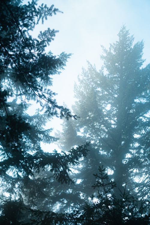 Free Ethereal misty forest scene with tall coniferous trees reaching the sky, conveying tranquility. Stock Photo