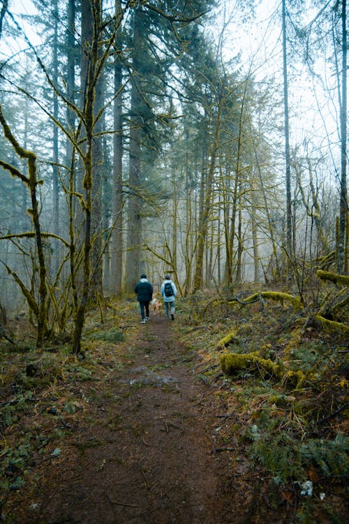 Back View of People Walking at the Forest 