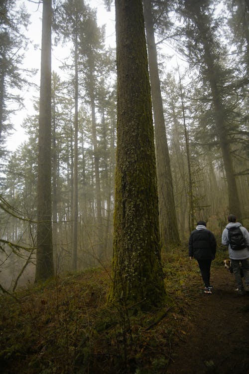 Gratis stockfoto met avontuur, Bos, bossen