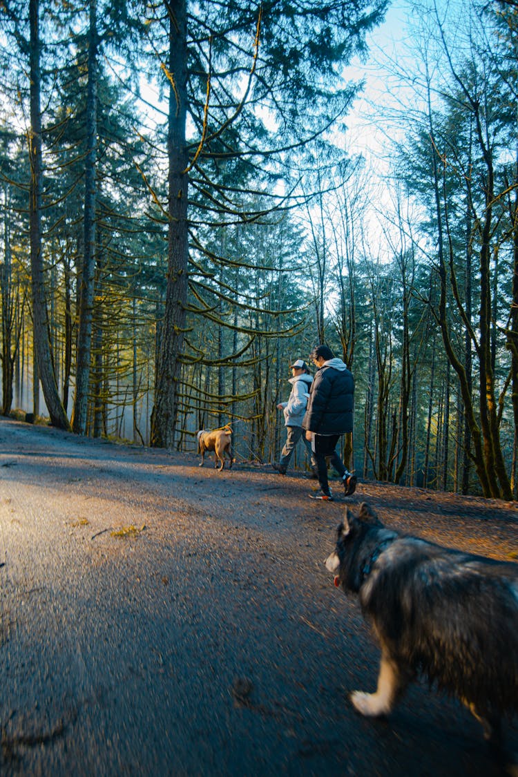 People Walking Their Dogs On The Roadside