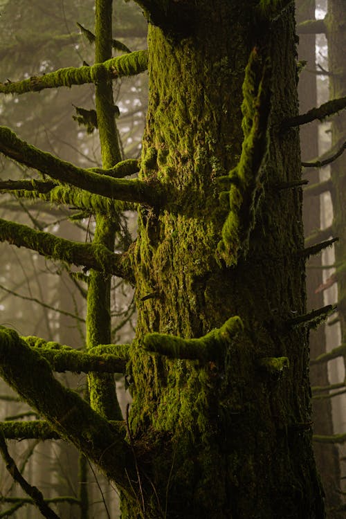 bezplatná Základová fotografie zdarma na téma kůra, les, mech Základová fotografie