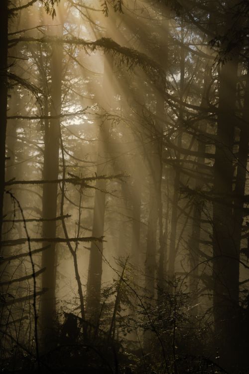 Free Misty forest with sunbeams penetrating through tall trees creating a serene atmosphere. Stock Photo