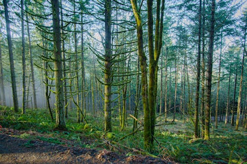 Foto d'estoc gratuïta de a l'aire lliure, amb boira, arbres